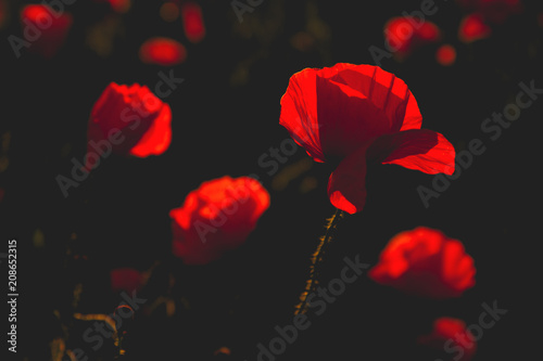 Fototapeta Naklejka Na Ścianę i Meble -  Red poppies blooming