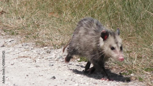 young opossum walks in Florida grassland