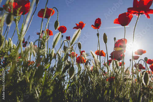 Fototapeta Naklejka Na Ścianę i Meble -  Red poppies and buds agains blue sky