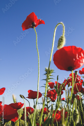 Fototapeta Naklejka Na Ścianę i Meble -  Red poppies and blue sky