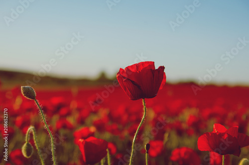 Fototapeta Naklejka Na Ścianę i Meble -  Wild poppies blooming and painting a red landscape