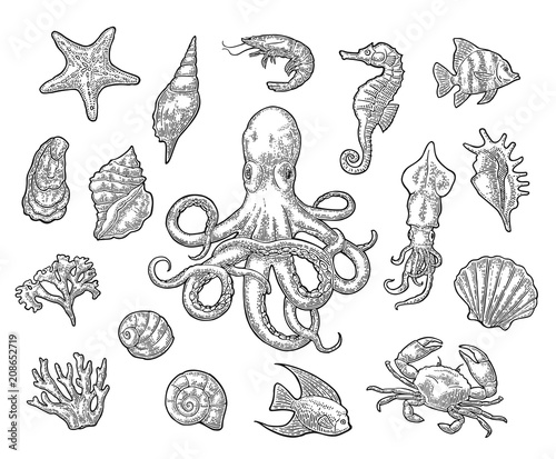 Set sea animals. Shell, coral, crab, shrimp, star, fish ,octopus