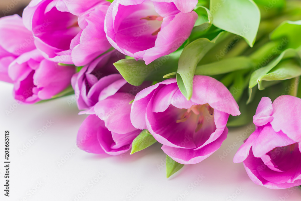 white and purple blooming tulips. floral background white and purple blooming tulips. floral background
