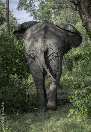 African Elephant Walking Into the Bush
