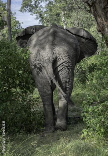 Photography African Elephant Walking Into the Bush