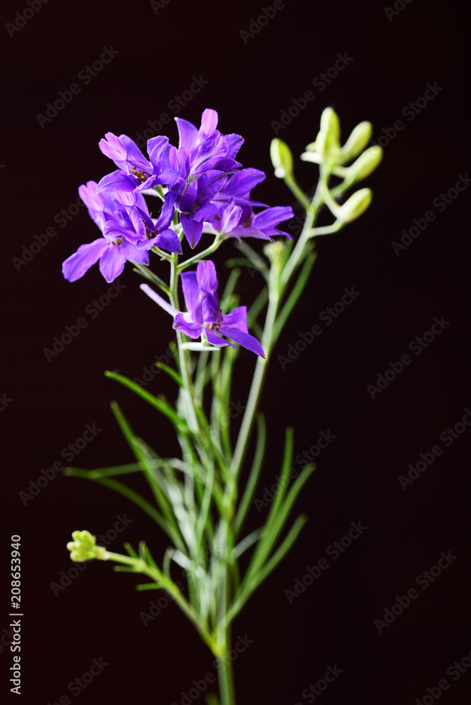 Single violet flower isolated
Single violet flower isolated