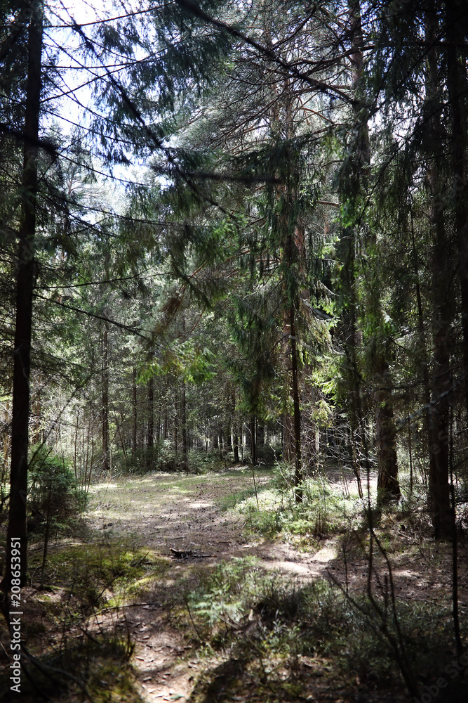 Fototapeta premium Pine forest. Depths of a forest. Journey through forest paths. T