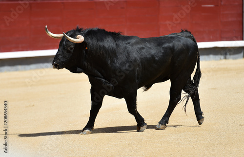 black bull in spain running in bullring