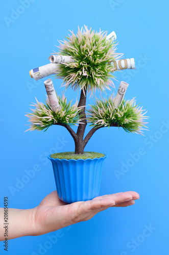 Money bills on the branches of a money tree on a blue background.