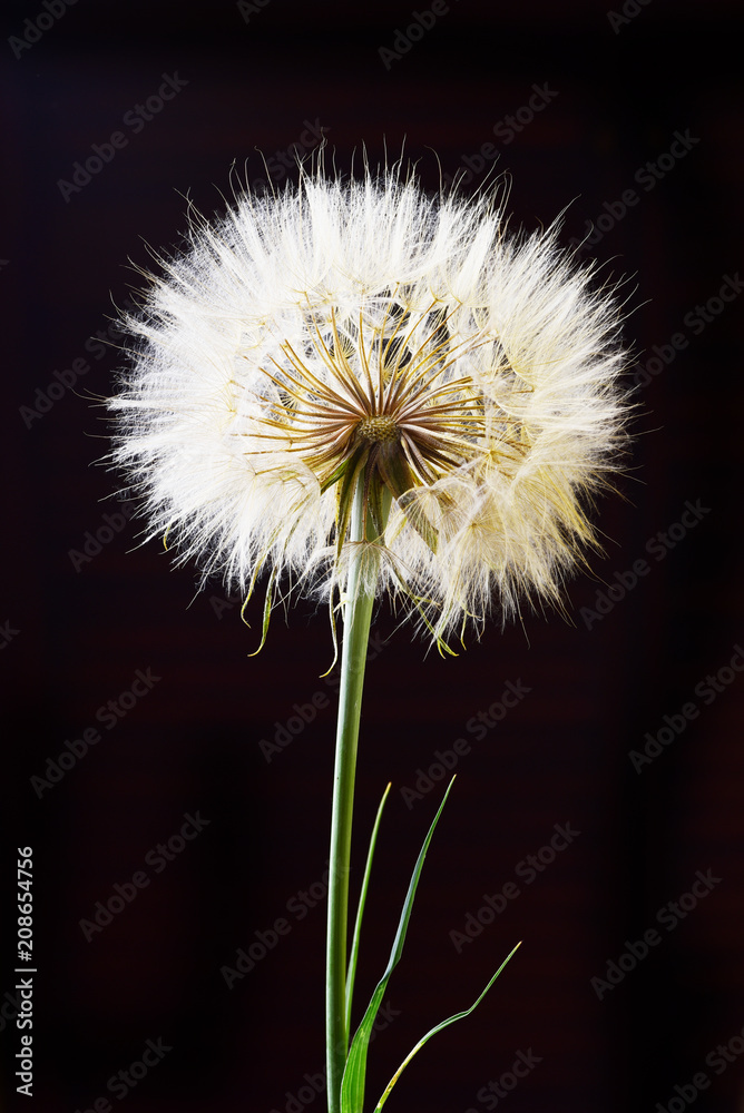 Close up of faded Dandelion
