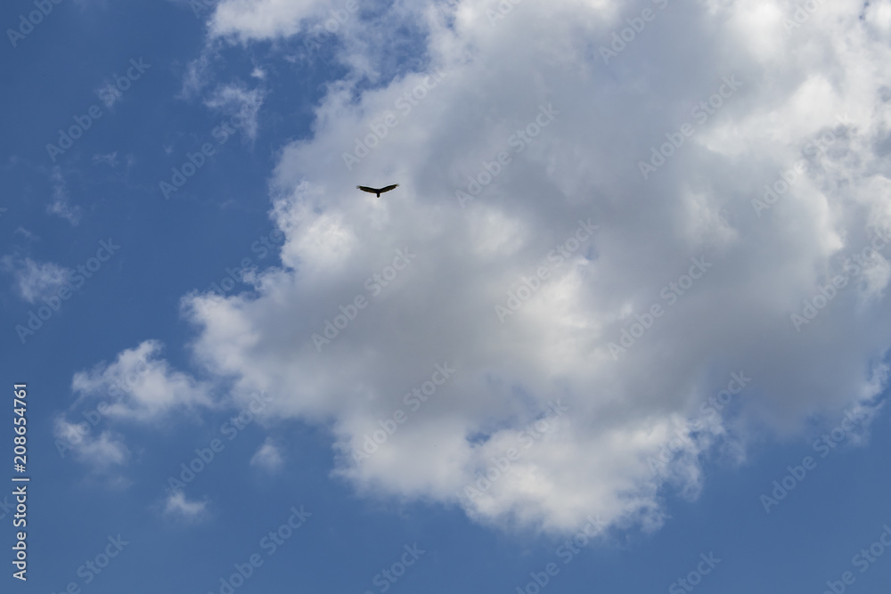 Very blue sky with beautiful fluffy clouds and a lone eagle flying high above