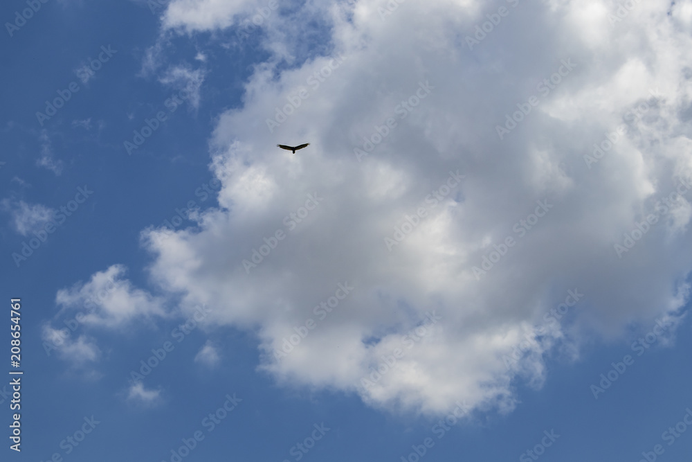 Very blue sky with beautiful fluffy clouds and a lone eagle flying high above Very blue sky with beautiful fluffy clouds and a lone eagle flying high above