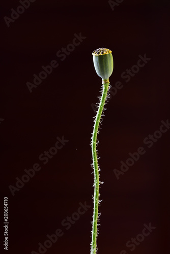 Fototapeta Naklejka Na Ścianę i Meble -  dud of poppies, macro