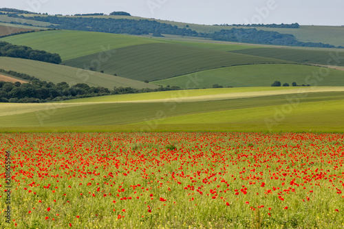 A South Downs landscape with a field of poppies and green hills