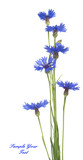 Bouquet of blue cornflowers isolated on white background. Selective focus