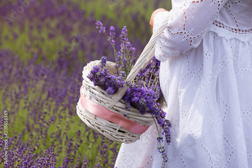 a girl dressed in white gathers a basket of lavender flowers from a field.