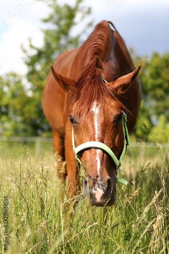 Young thoroughbred mary graze on summer corral rural scenic
