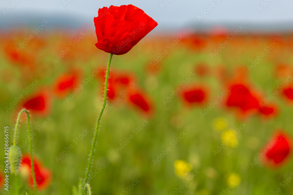Fototapeta premium Red poppies growing in the Sussex countryside on a sunny summers day