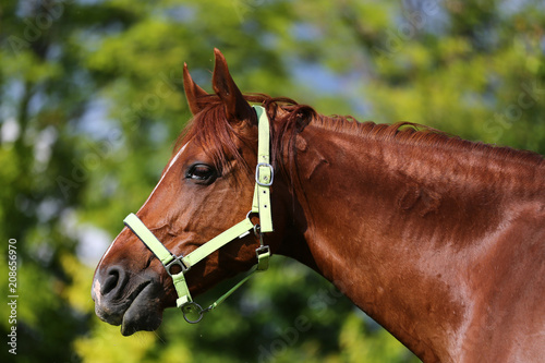 Young thoroughbred mary graze on summer corral rural scenic © acceptfoto