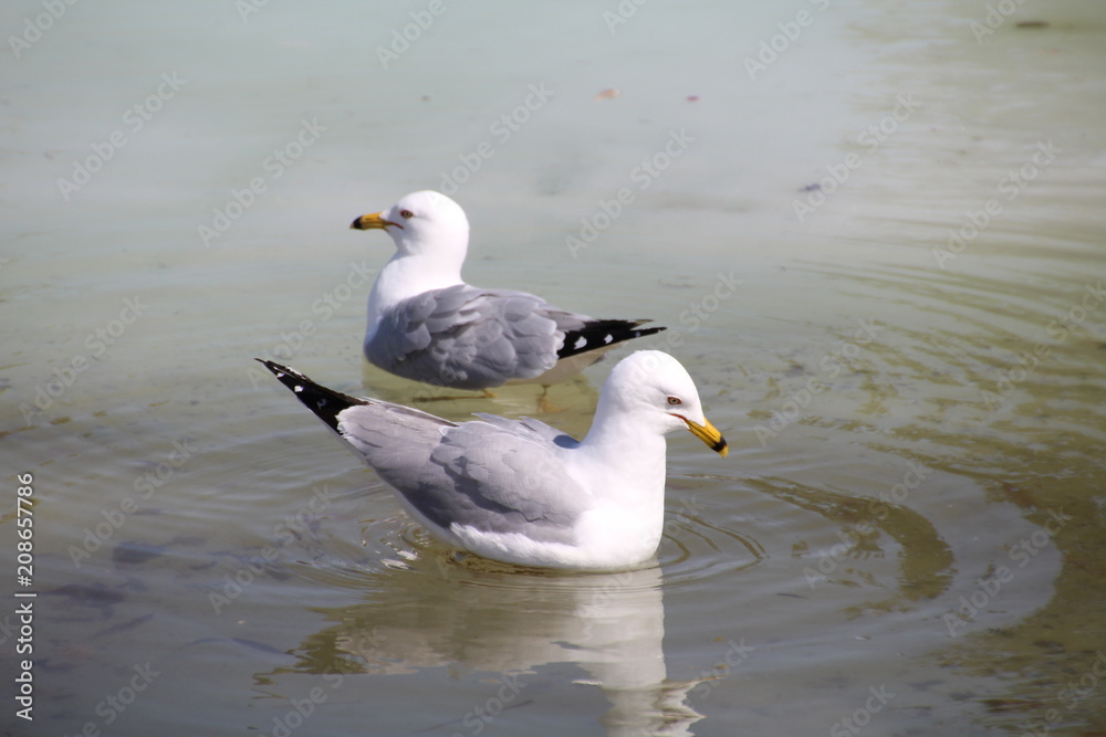 Seagulls In Lake, William Hawrelak Park, Edmonton, Alberta Seagulls In Lake, William Hawrelak Park, Edmonton, Alberta