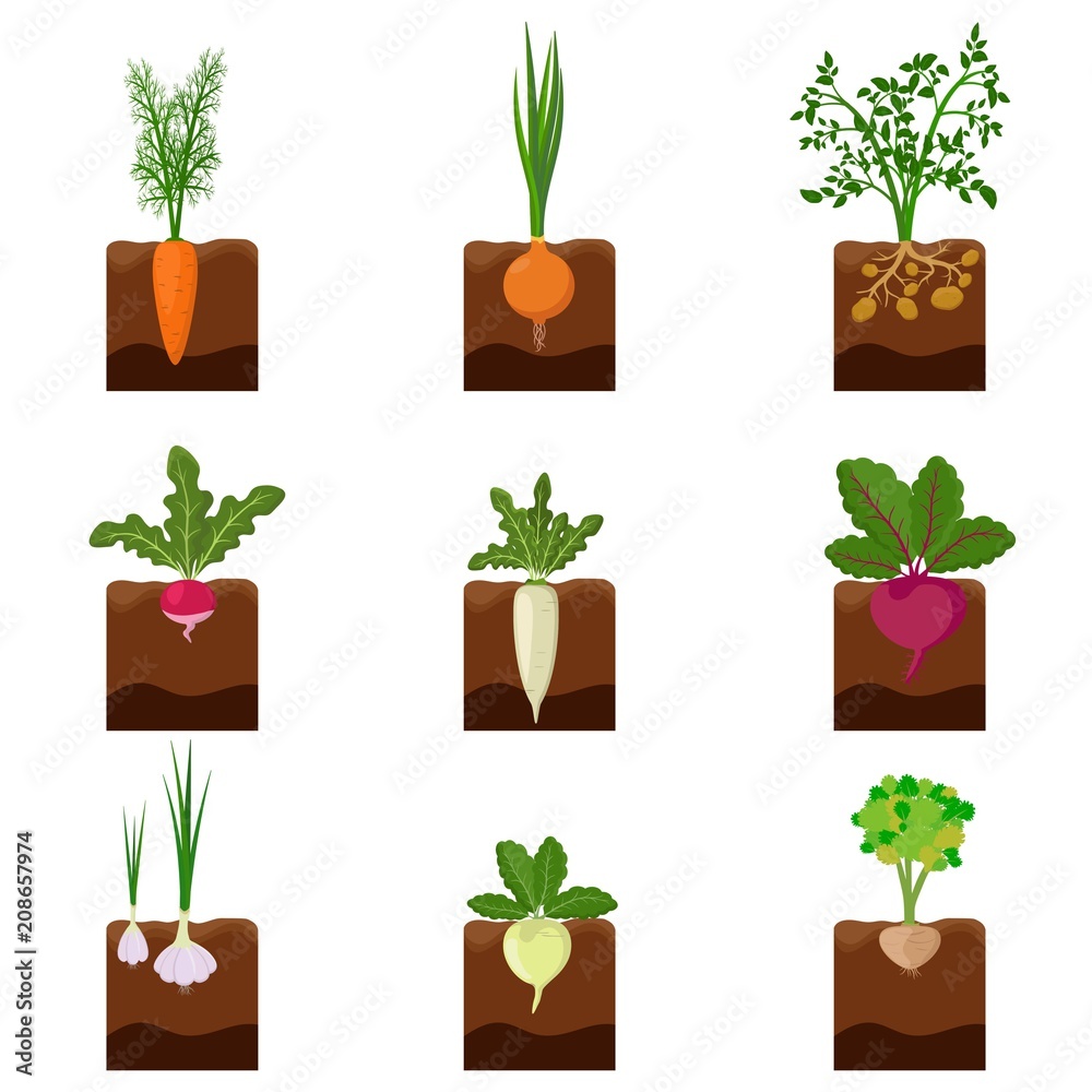 Set of different vegetables plant growing underground carrot, onion