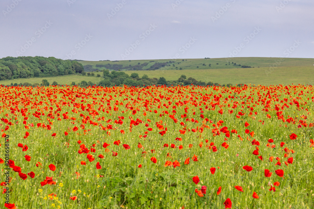 A field of poppies in the South Downs in Sussex
