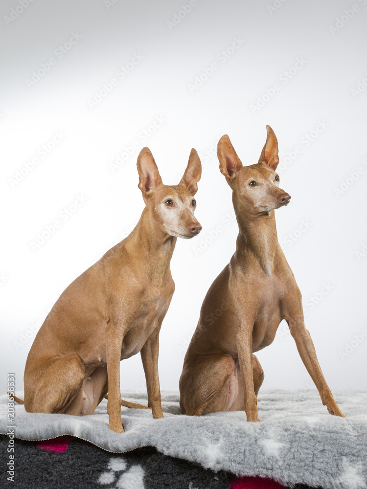 Cirneco dell'etna dog portrait in a studio with white background. A rare Italian dog breed.