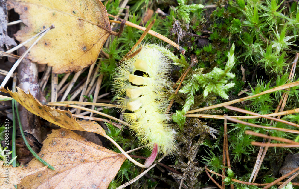 Fototapeta premium Caterpillar in native habitat