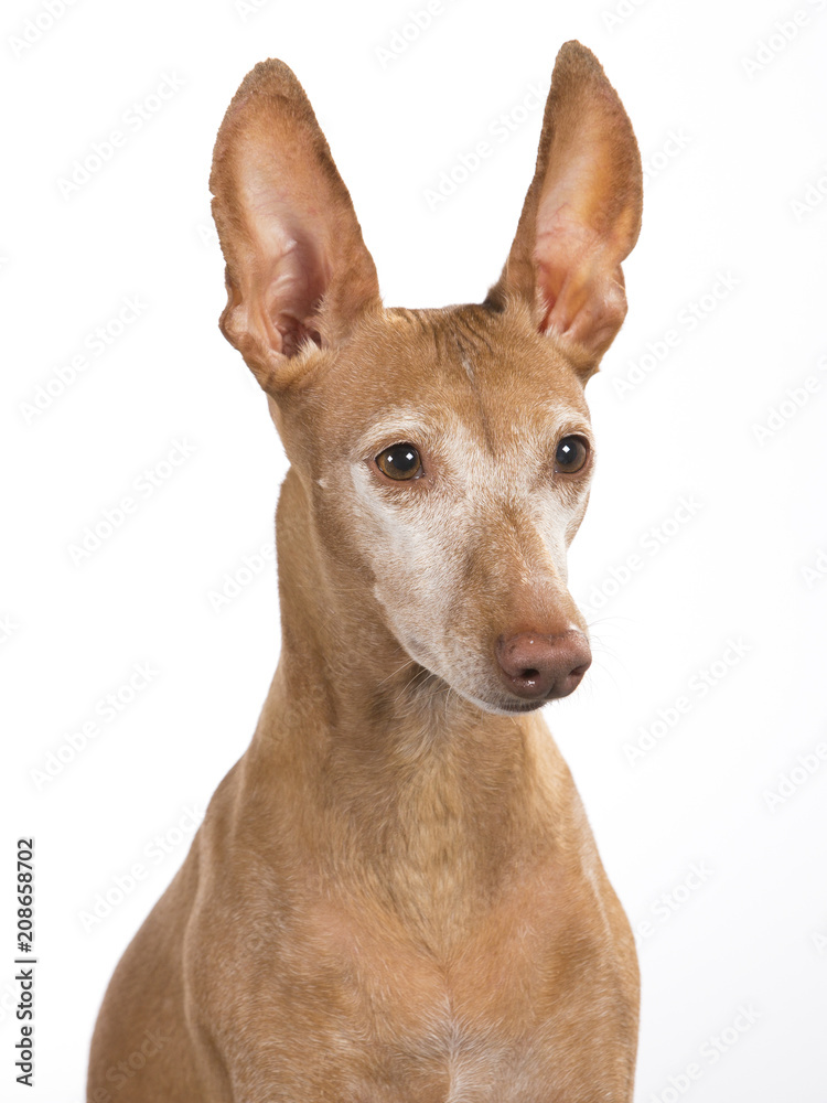 Etna dog portait in a studio. Rare Italian breed called cirneco dell'etna