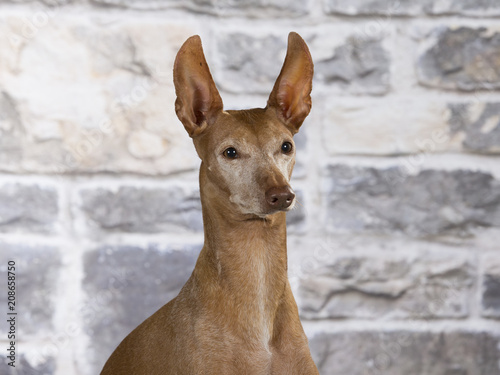 Etna dog portait in a studio. Rare Italian breed called cirneco dell'etna photo