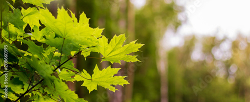Good day in  woods. Maple leaves on a blurry background. Panorama. Copy spase for text_