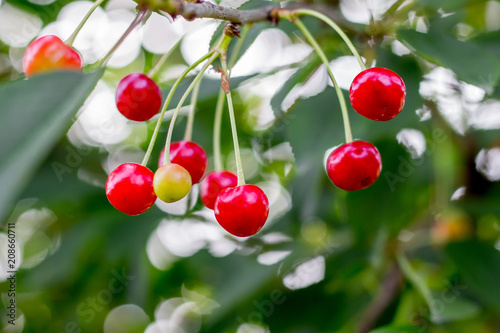 Berries are cherries on branches of a tree. Mature juicy berries. Growing cherries. Season of ripe cherries_