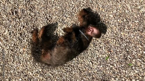 Wire-haired dachshund photo