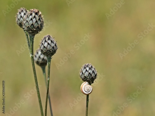 Westliche Heideschnecke (Helicella itala) auf Knospe der Skabiosen-Flockenblume (Centaurea scabiosa)  photo