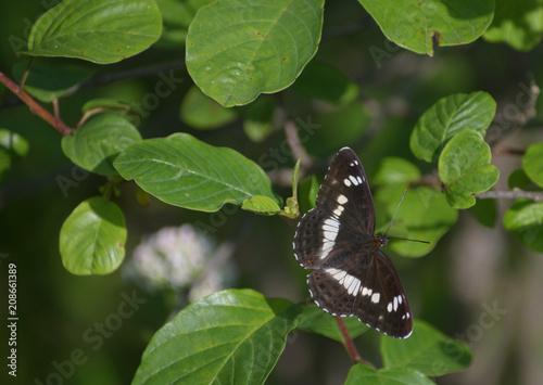 La farfalla nera photo