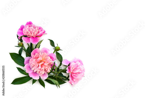 Pink peonies with buds on a white background with space for text. Top view, flat lay.