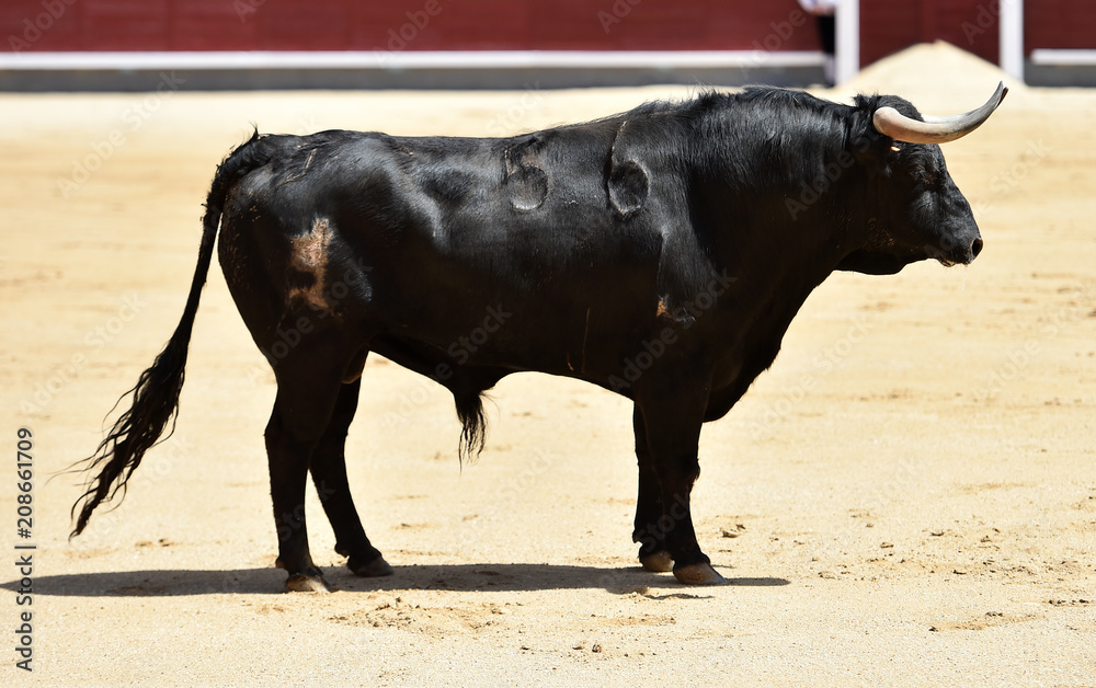 bull black in spanish bullring with big horns bull black in spanish bullring with big horns
