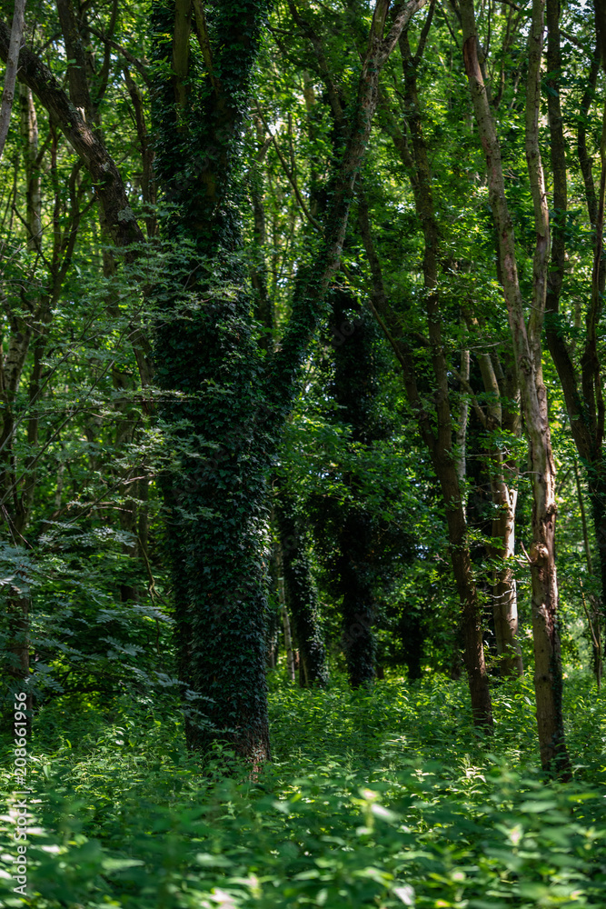 Berkshire Forest Green Natural Background