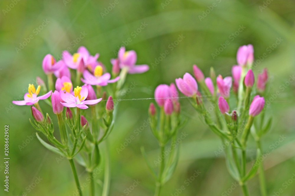 Echtes Tausendgüldenkraut (Centaurium erythraea) 
