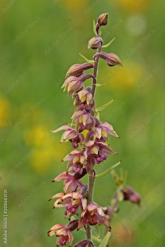 Braunrote Stendelwurz (Epipactis atrorubens) auf Kalkmagerrasen
Braunrote Stendelwurz (Epipactis atrorubens) auf Kalkmagerrasen