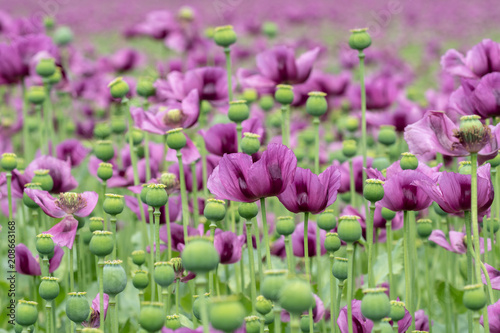 Fototapeta Naklejka Na Ścianę i Meble -  Purple poppy blossoms in a field. (Papaver somniferum). Poppies, agricultural crop.