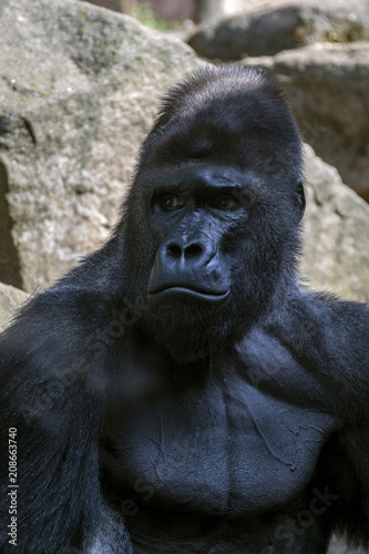Portrait of a close-up of male gorilla in the zoo  the most dangerous and biggest monkey . Look of a great ape. Close Up portrait .