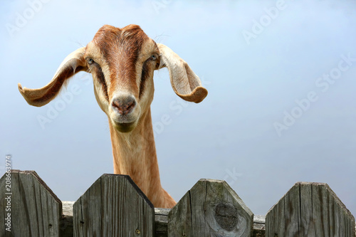 Cute goat hops up on a picket fence begging for feed at a petting zoo.