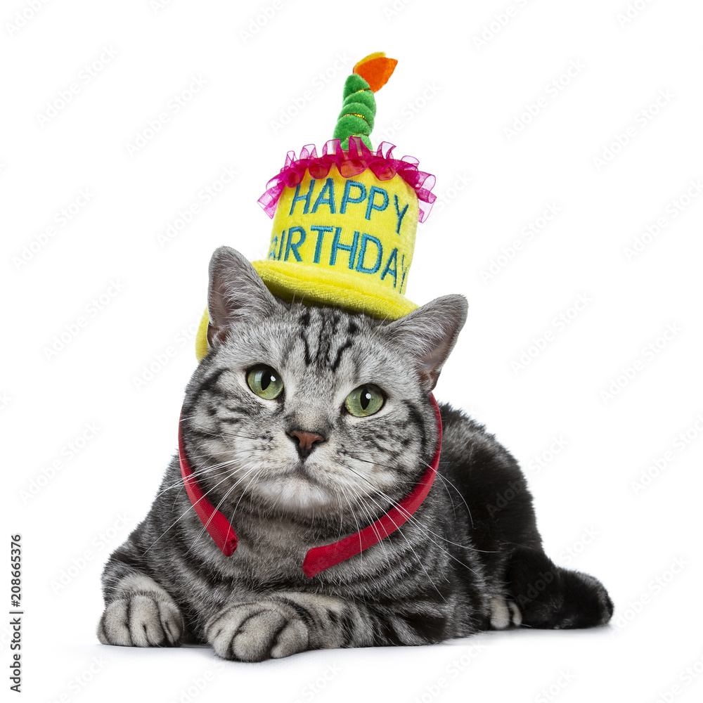 Happy Birthday Cat Black And White Handsome Black Tabby British Shorthair Cat With Green Laying Down Wearing A  Yellow Happy Birthday Hat Isolated On White Background Stock Photo | Adobe  Stock
