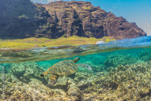 Turtle swimming under the cliffs