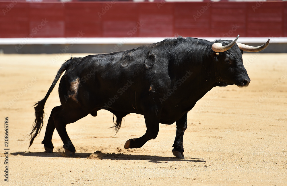 bull black in spanish bullring with big horns bull black in spanish bullring with big horns
