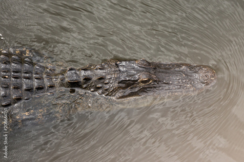 American Alligator, Alligator mississippiensis