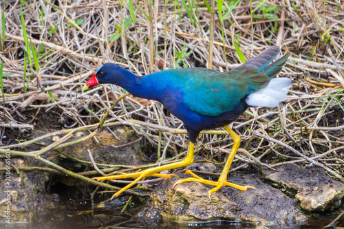 Purple gallinule (Porphyrio martinicus)