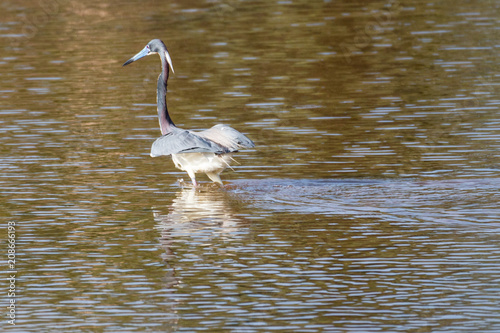 Tricolored heron (Egretta tricolor)