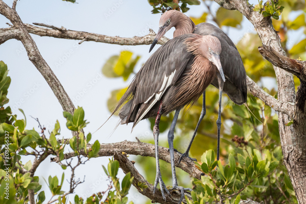 Reddish egret (Egretta rufescens) Reddish egret (Egretta rufescens)